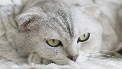 1996年杨敏思版电视剧第二回，杨敏儿扮演者